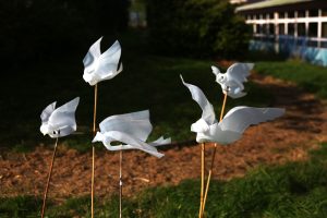 dove01